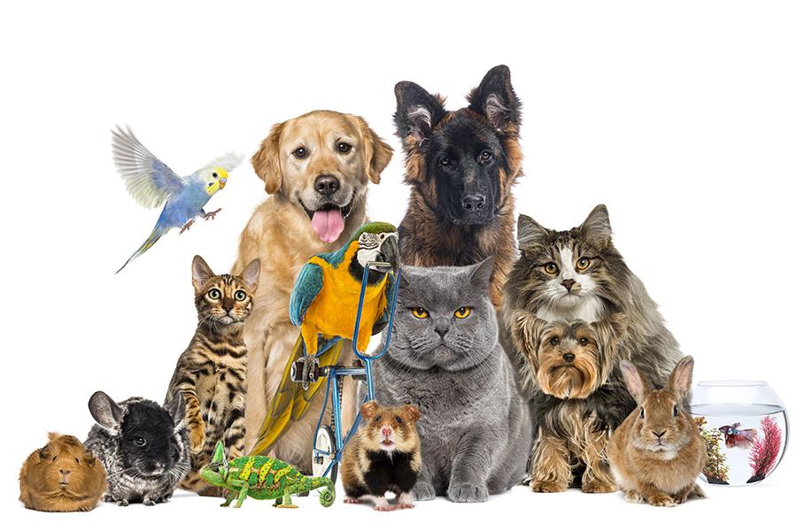 reiki-praxis-berlin-haunschild-behandlungen-fernreiki-6